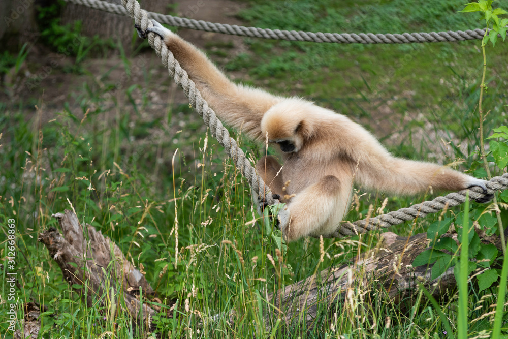 Obraz premium Black Faced Capuchin Monkey playing on ropes