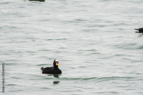 A view of a male Surf Scoter swimming in the sea. White Rock BC Canada November 28th 2019