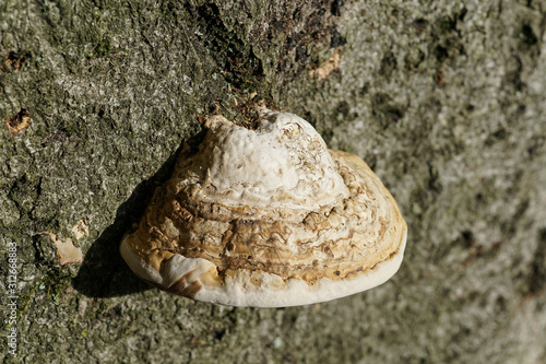 A Ganoderma fungus on a tree