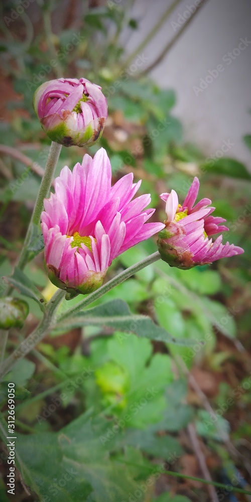 Obraz premium nature Flowers