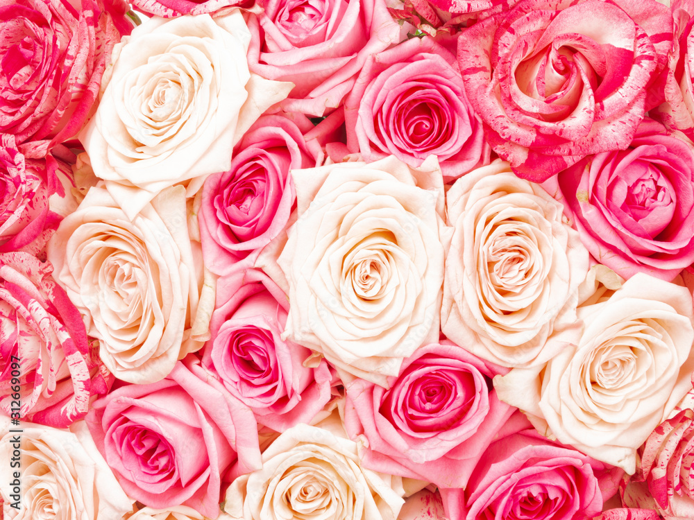 Background of beautiful roses Background of beautiful roses