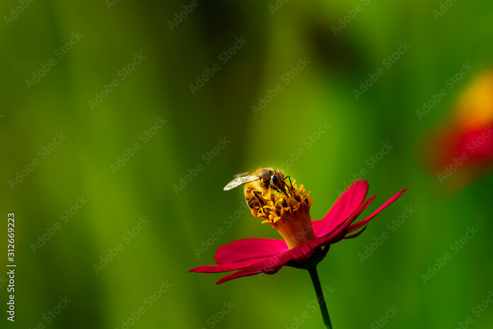 flores, naturaleza, insectos, belleza flores, naturaleza, insectos, belleza