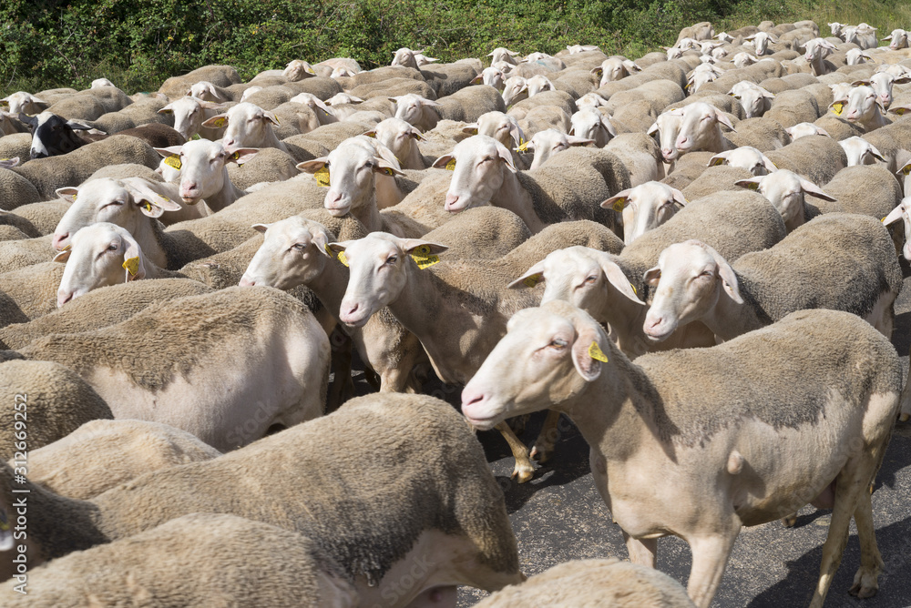 Fototapeta premium France; Larzav. Aveyron. Troupeau de moutons et de brebis se dépaçant. Flock of sheep and sheep moving away.