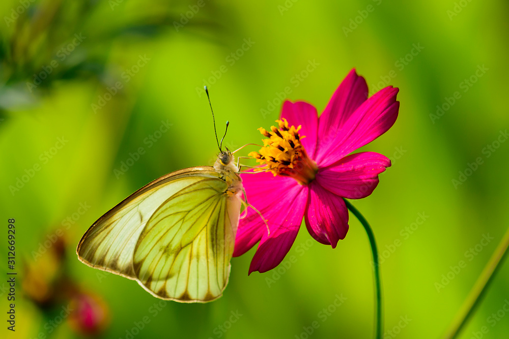 flores, naturaleza, insectos, belleza flores, naturaleza, insectos, belleza
