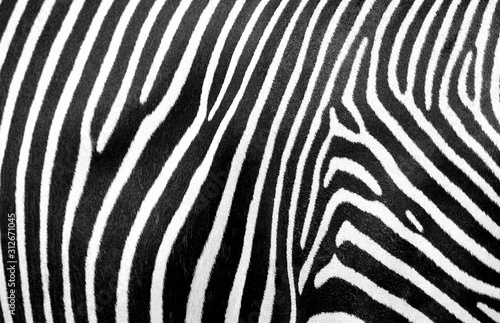 Zebra Stripes Background Pattern Black and White Animal Print