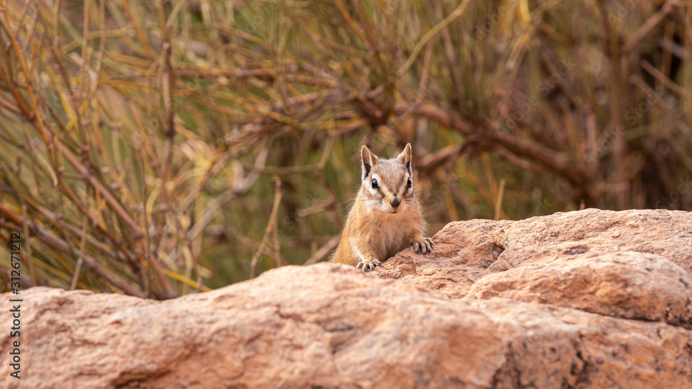 Obraz premium Chipmunk sitting on a rock at Arches National Park in Utah