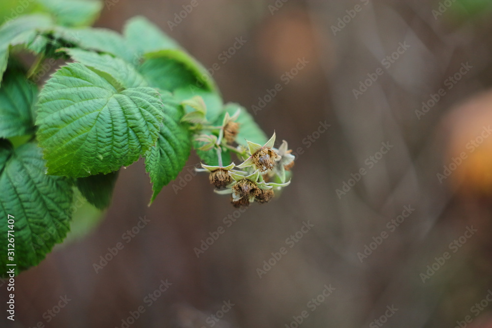 Blooming raspberry flowers close-up. In the spring raspberry bushes bloom and berries are formed Blooming raspberry flowers close-up. In the spring raspberry bushes bloom and berries are formed