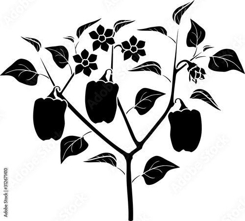 Black silhouette of pepper plant with leaves, peppers and flowers. General view of plant isolated on white background