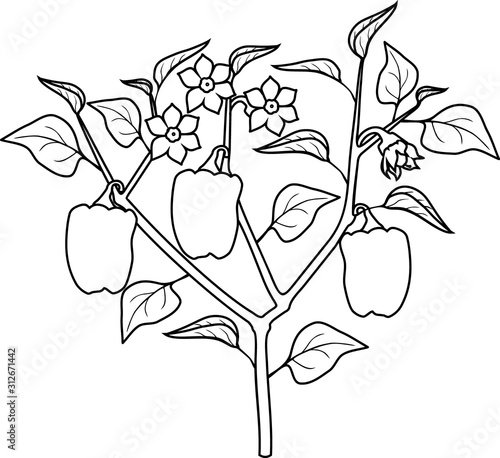 Coloring page. Pepper plant with leaves, peppers and flowers. General view of plant isolated on white background