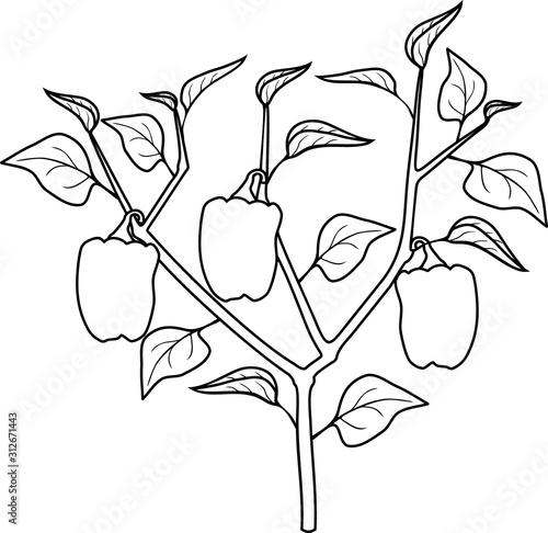 Coloring page. Pepper plant with leaves and peppers. General view of plant isolated on white background