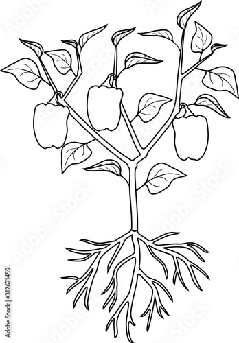 Coloring page. Pepper plant with leaves, peppers and root system. General view of plant isolated on white background