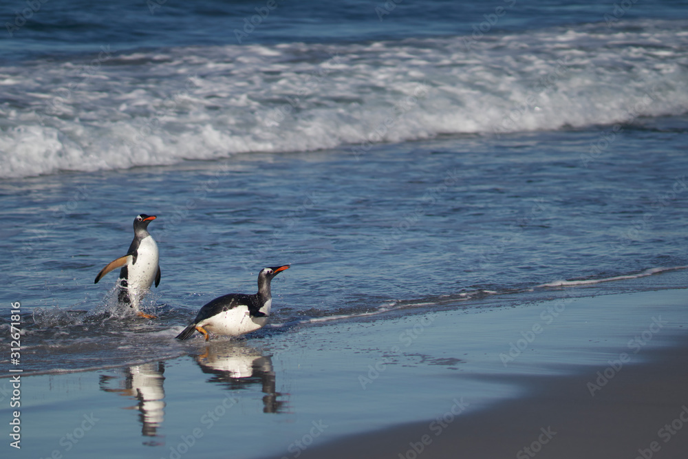 Fototapeta premium Gentoo Penguins (Pygoscelis papua) coming ashore after feeding at sea on Sea Lion Island in the Falkland Islands.