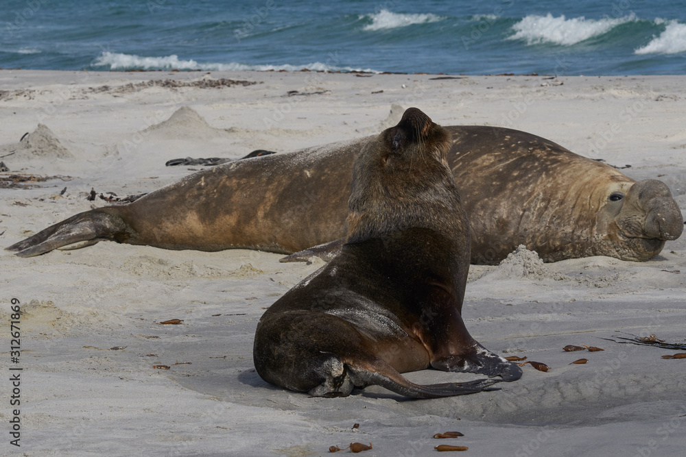 Fototapeta premium Male Southern Sea Lion (Otaria flavescens) among a breeding group of Southern Elephant Seal (Mirounga leonina) on Sea Lion Island in the Falkland Islands.