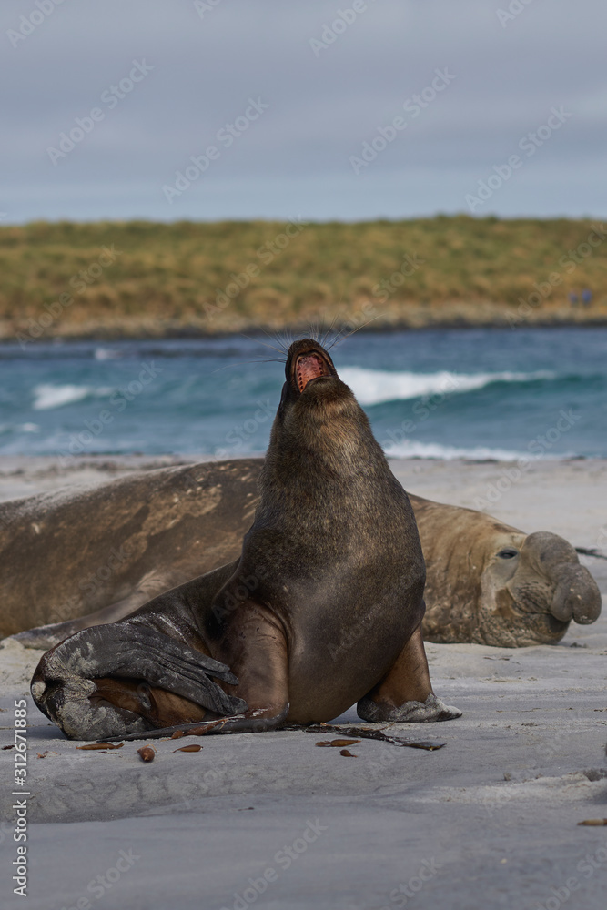 Fototapeta premium Male Southern Sea Lion (Otaria flavescens) among a breeding group of Southern Elephant Seal (Mirounga leonina) on Sea Lion Island in the Falkland Islands.