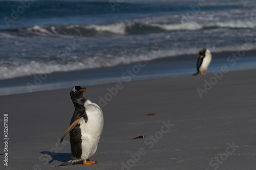 Gentoo Penguins  Pygoscelis papua  coming ashore after feeding at sea on Sea Lion Island in the Falkland Islands.