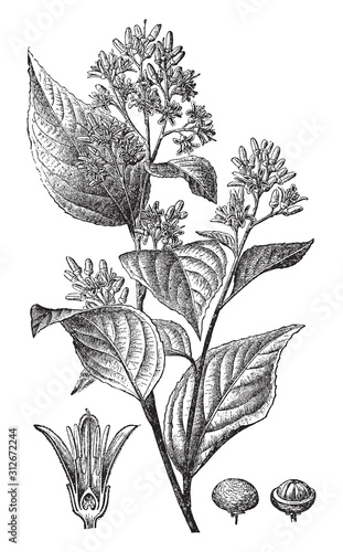 Gum Benjamin tree (Styrax benzoin) / vintage illustration from Brockhaus Konversations-Lexikon 1908