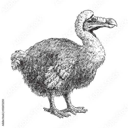 Dodo (Raphus cucullatus) / vintage illustration from Brockhaus Konversations-Lexikon 1908