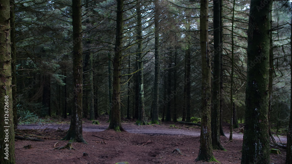An eerie dark woodland scene, this haunting desolate forest is the perfect location for a horror halloween film setting An eerie dark woodland scene, this haunting desolate forest is the perfect location for a horror halloween film setting