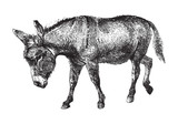 Donkey (Equus asinus) / vintage illustration from Brockhaus Konversations-Lexikon 1908