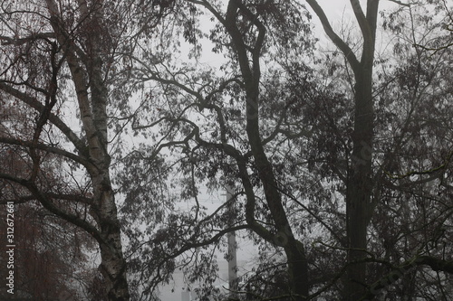 Bäume im Winterlicht melancholische Stimmung