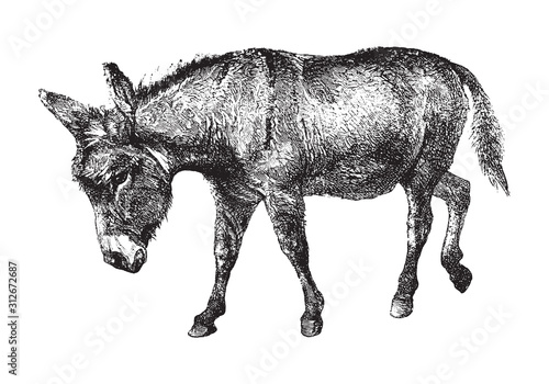 Donkey (Equus asinus) / vintage illustration from Brockhaus Konversations-Lexikon 1908
