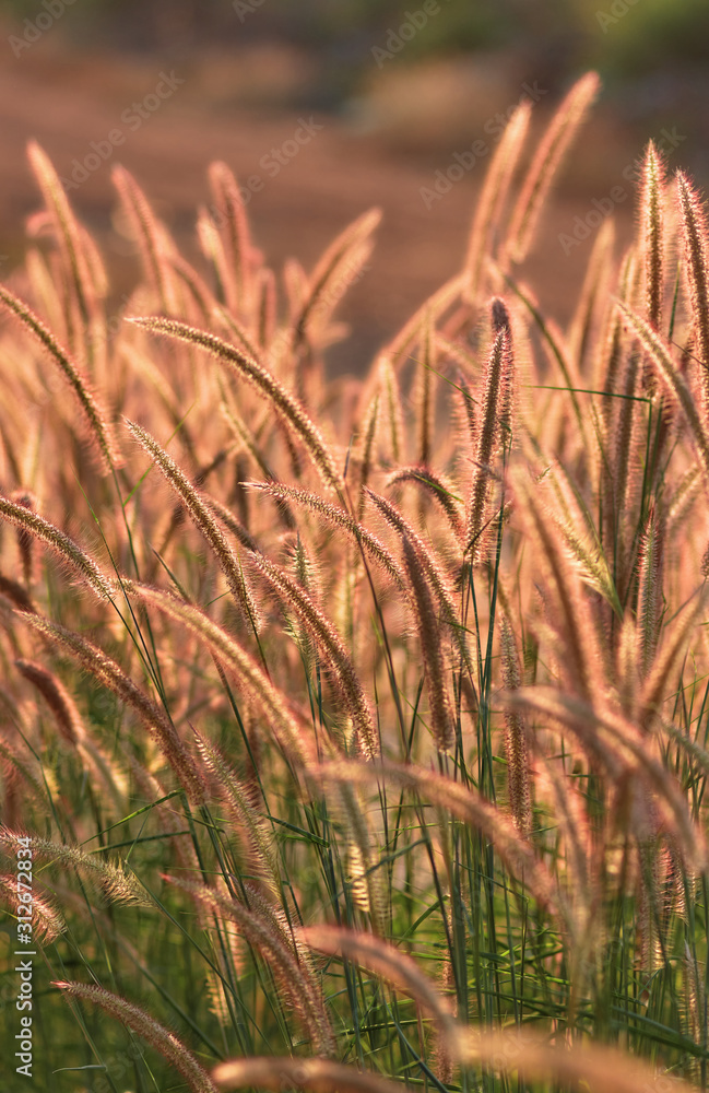 Fountain grass in a sunny day Fountain grass in a sunny day