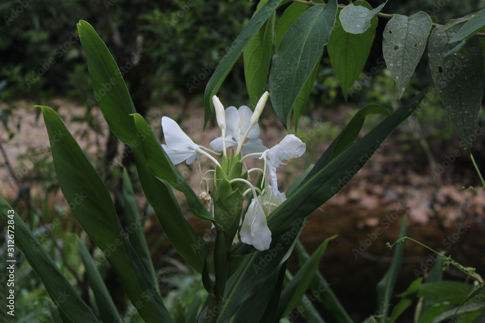 Fototapeta premium Flor branca na Serra da Graciosa no Paraná.
