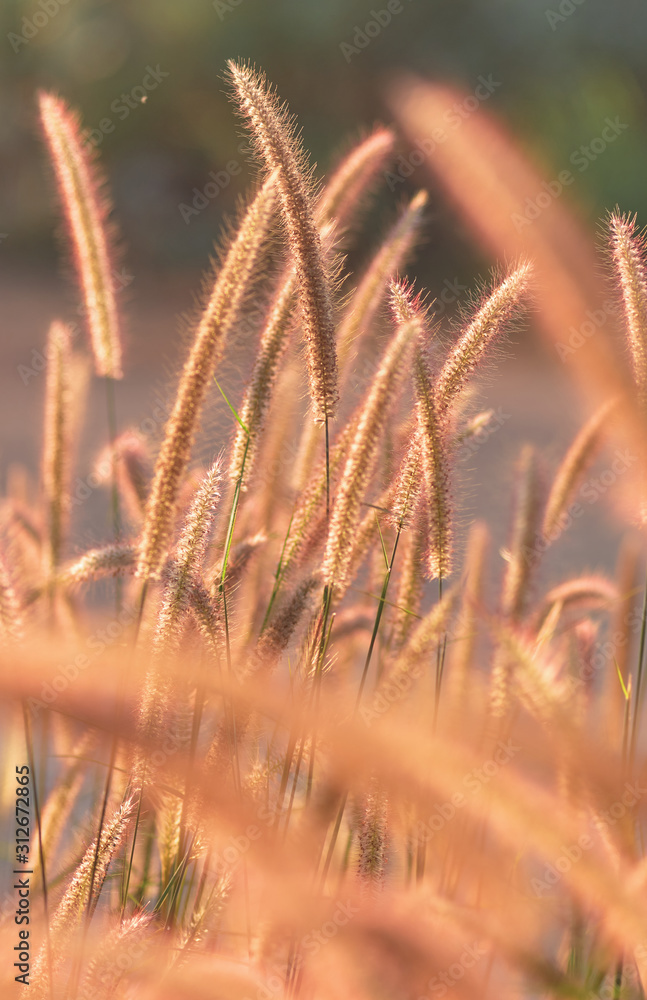 Fototapeta premium Fountain grass in a sunny day