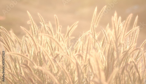 Fountain grass in a sunny day