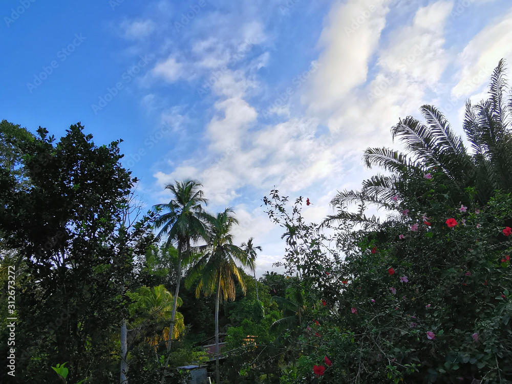 Rain forest with blue skies.