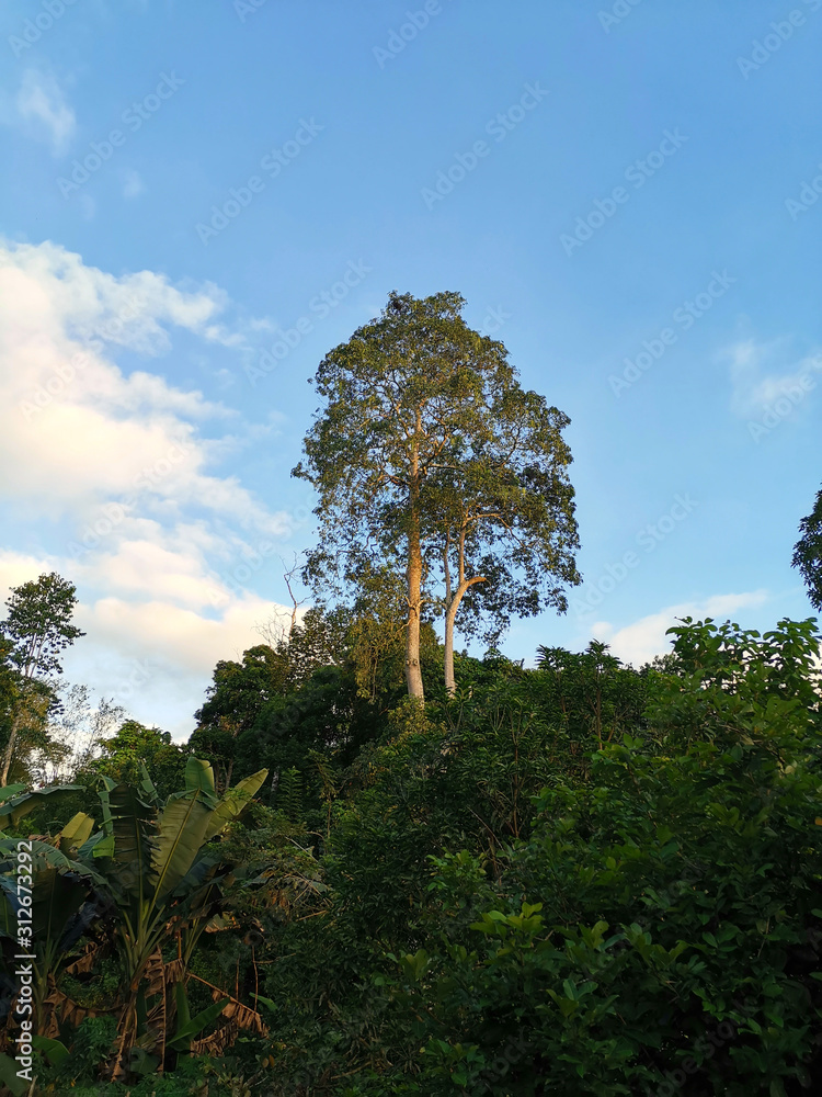 Obraz premium Rain forest with blue skies.