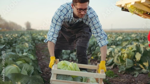 Young farmer on the planted field harvest cabagge in a wooden box and go out. Agriculture industry concept. Slow motion. photo
