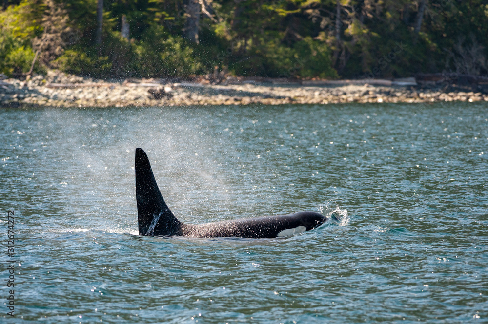 Fototapeta premium Killer Whale (Orcinus orca) in Broughton Archipelago Provincial Park