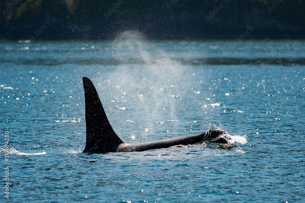 Fototapeta premium Killer Whale (Orcinus orca) in Broughton Archipelago Provincial Park
