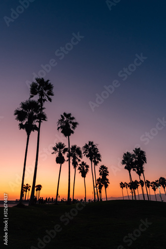 Palm trees on the beach at sunset  in Venice Beach  Los Angeles  California