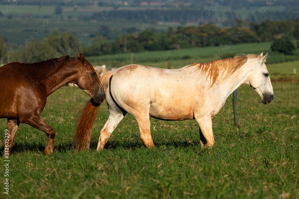 Fototapeta premium Animais na fazenda