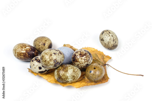 Spotted quail eggs on a yellow leave