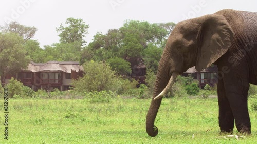 Large African elephant eating in front of a generic safari lodge. African Wilderness.