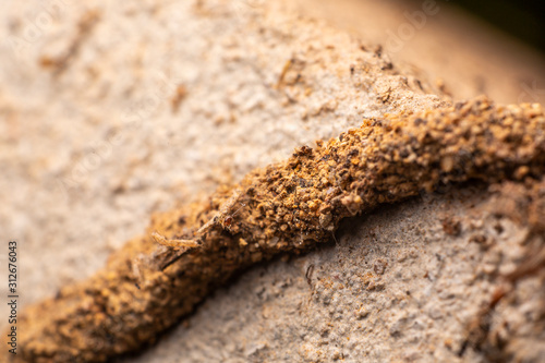 Termite walkway