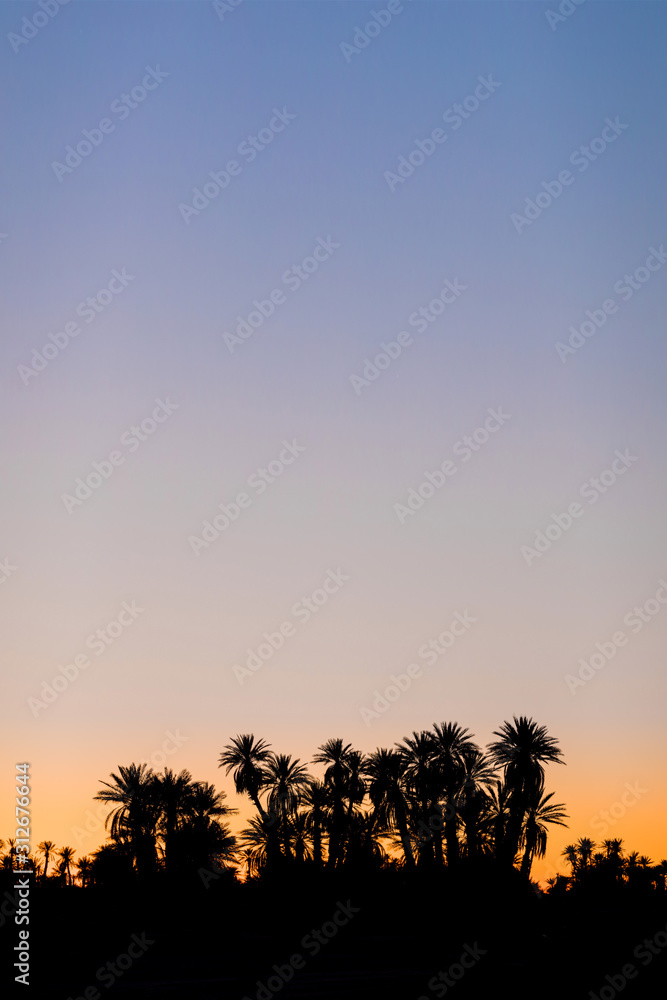 Silhouette coconut palm trees on beach at sunset. Vintage tone. Landscape with palms during summer season, California state, USA Beautiful background concept