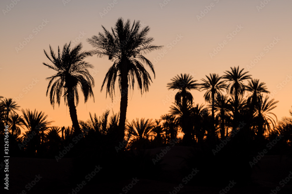 Silhouette coconut palm trees on beach at sunset. Vintage tone. Landscape with palms during summer season, California state, USA Beautiful background concept