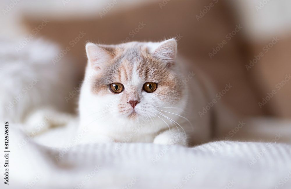 Bildschöne Tricolor Katze - edel - Britisch Kurzhaar Rassekatze