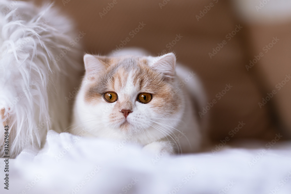 Bildschöne Tricolor Katze - edel - Britisch Kurzhaar Rassekatze Bildschöne Tricolor Katze - edel - Britisch Kurzhaar Rassekatze