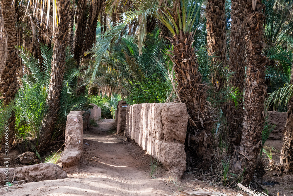 Morocca, Draa Valley, intensivly  cultivated oasis surround the center of Zagora