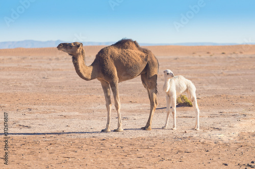 Baby camel and mother camel in Sahara desert among the small sand dunes, beautiful wildlife near oasis. Camels walking in the desert in Morocco. Brown female trampler with white cub. One-humped camels