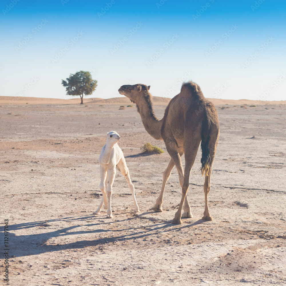 Camel and baby clearance