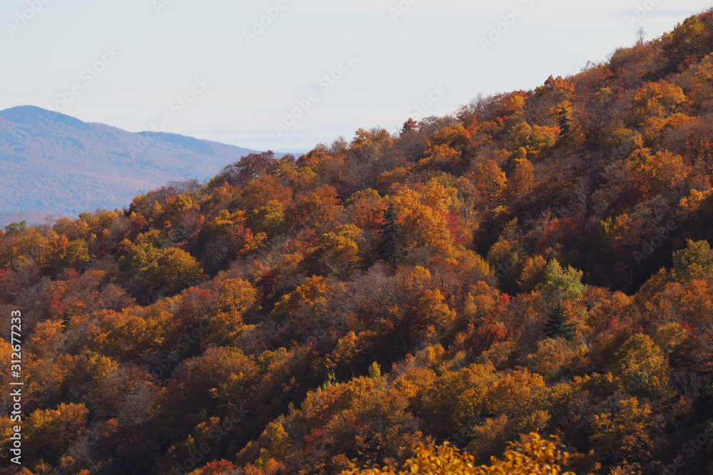 Fototapeta premium Fall colour seen from above, with telephoto lens, on Stowe Mountains in Vermont, US. A forest of trees turning red and orange.