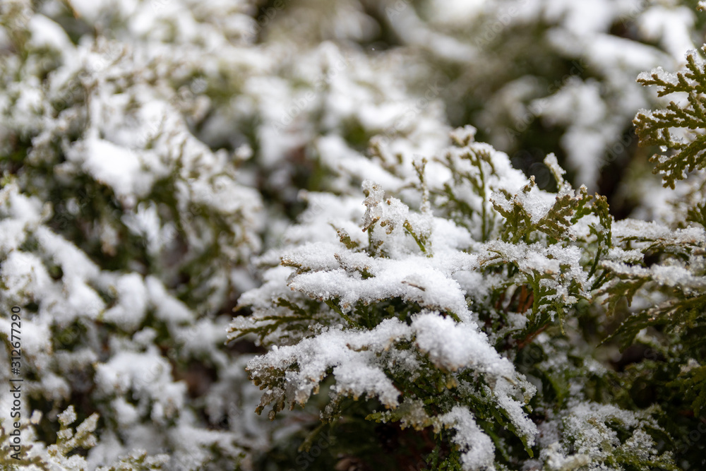 Snow covered green spruce in winter Snow covered green spruce in winter
