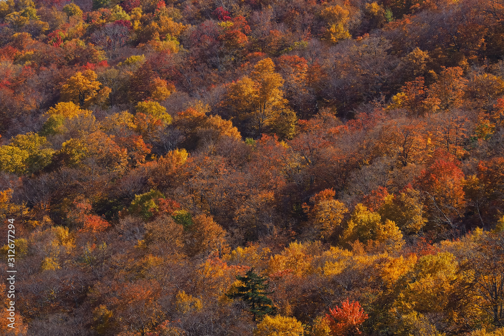Fall colour seen from above, with telephoto lens, on Stowe Mountains in Vermont, US. A forest of trees turning red and orange. Fall colour seen from above, with telephoto lens, on Stowe Mountains in Vermont, US. A forest of trees turning red and orange.