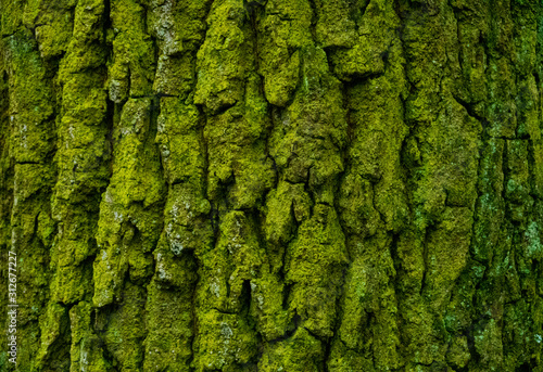 green tree texture